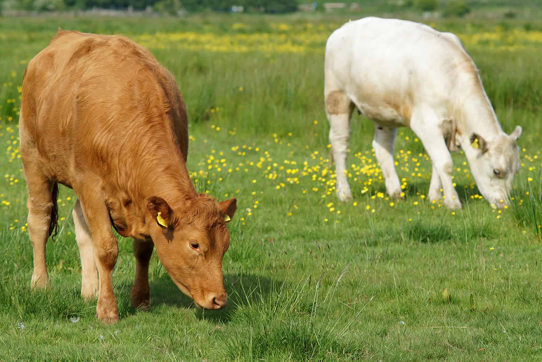 Une vache rousse et une vache blanche paissent dans un champ