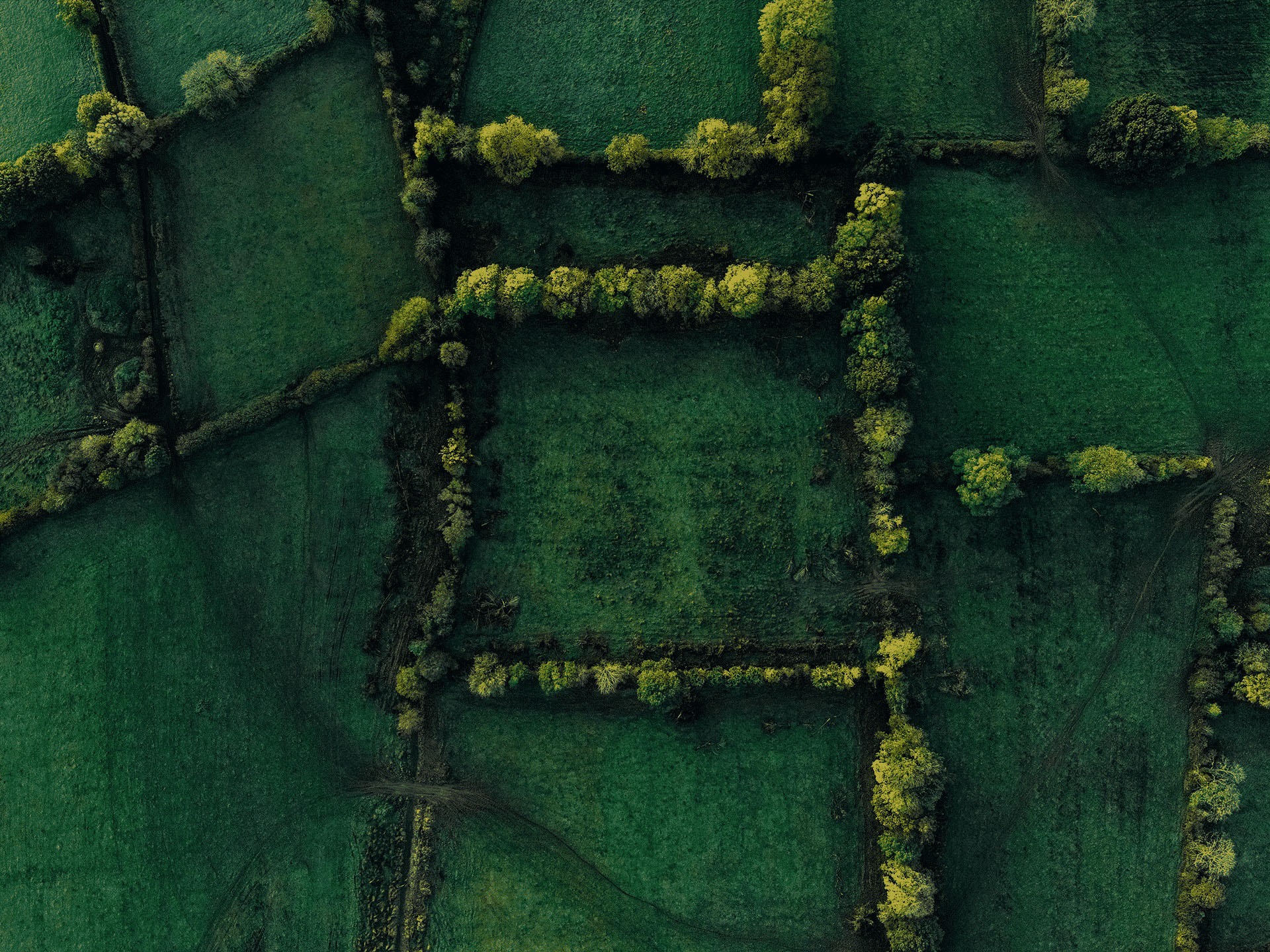 Vue aérienne de champs entourés de hiaes et d'arbres