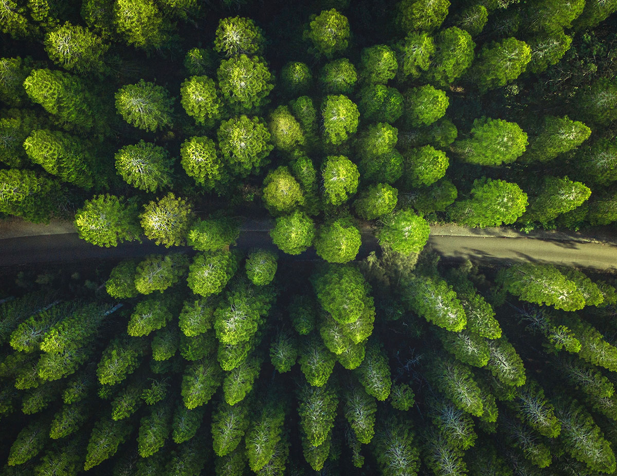 Vista aérea de un bosco al centro del que pasa un camino