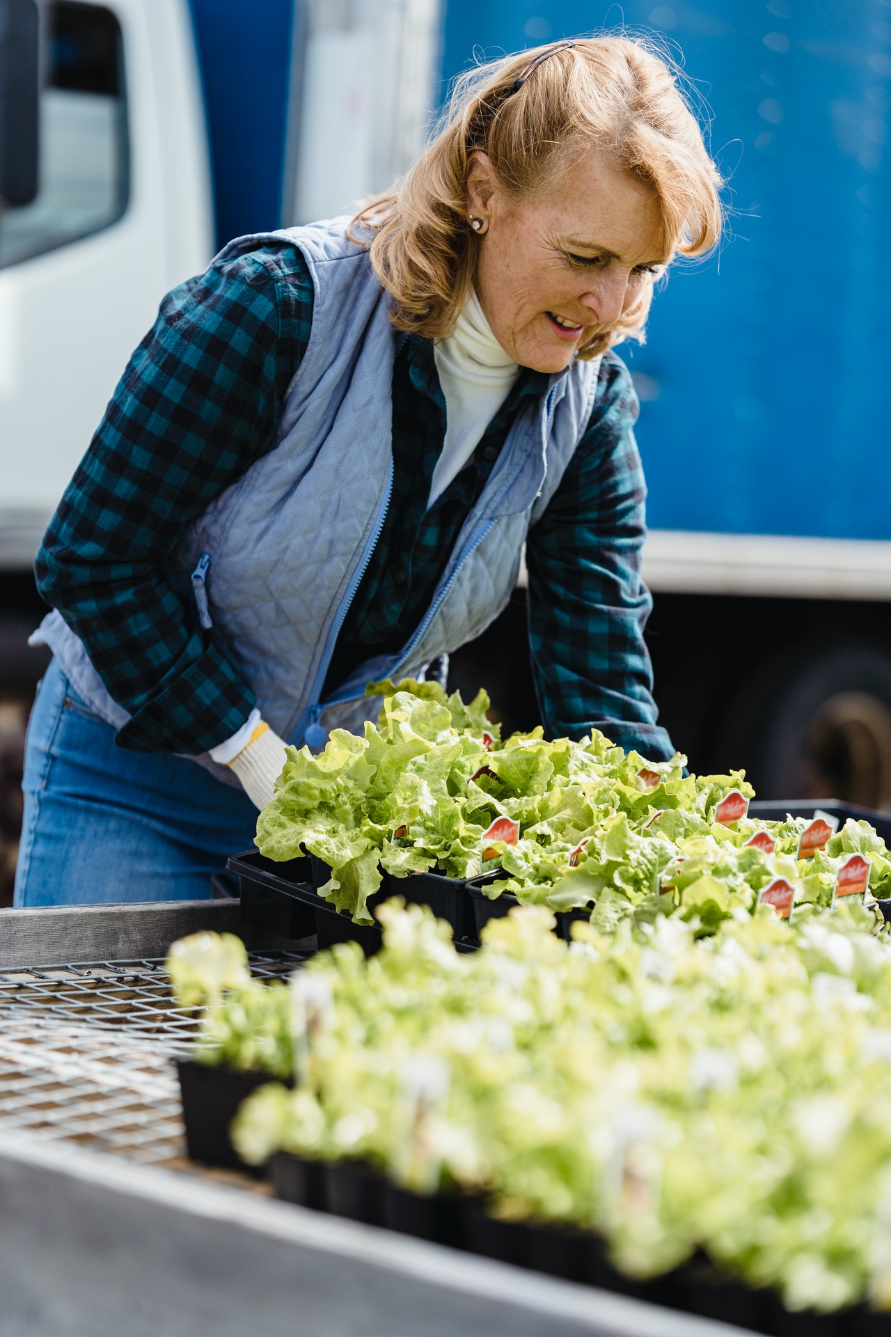 Une femme blanche poseun plateau de pots de salade sur une plaque