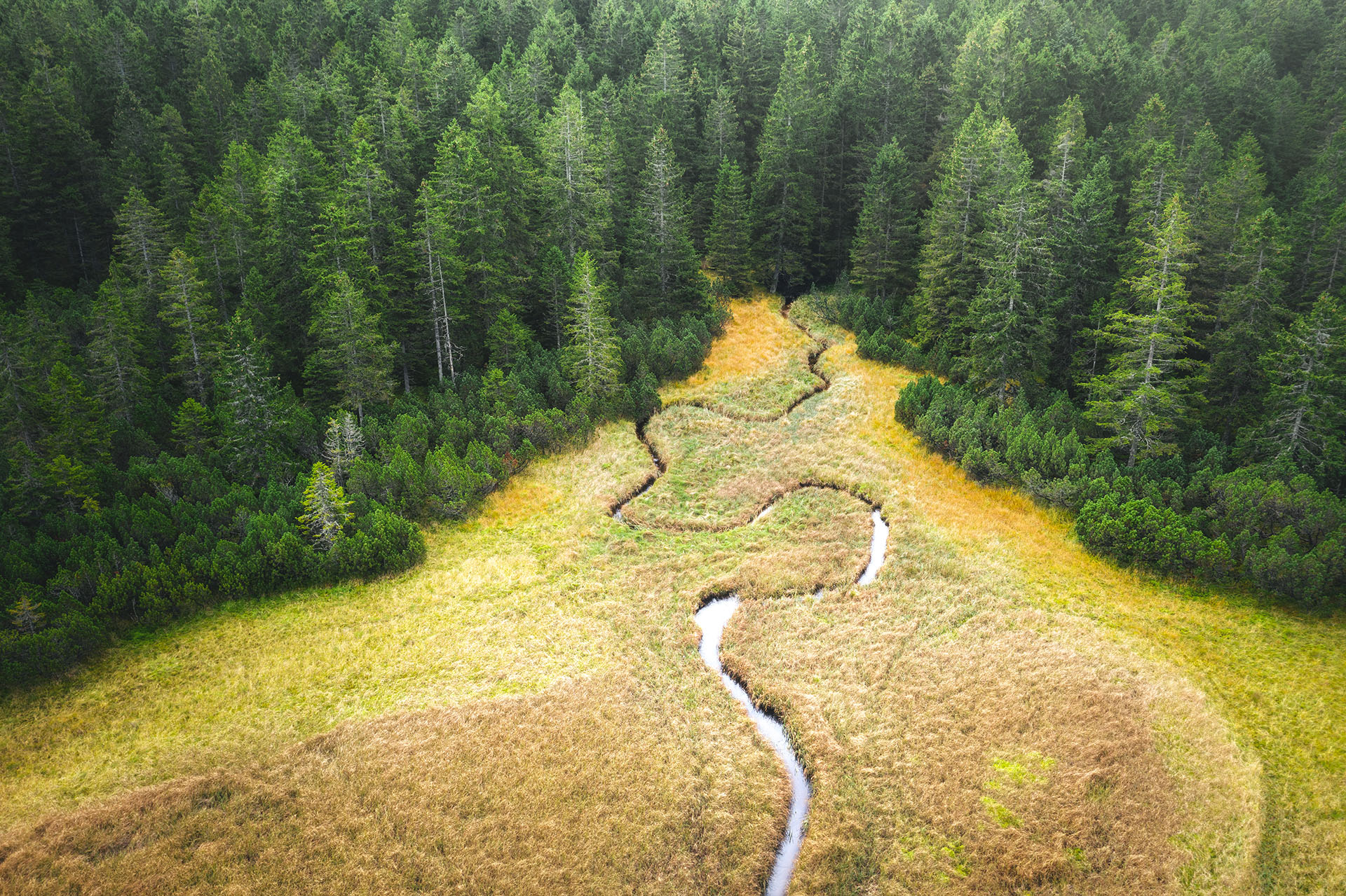 Vue en plongée d'un ruisseau coulant depuis une forêt