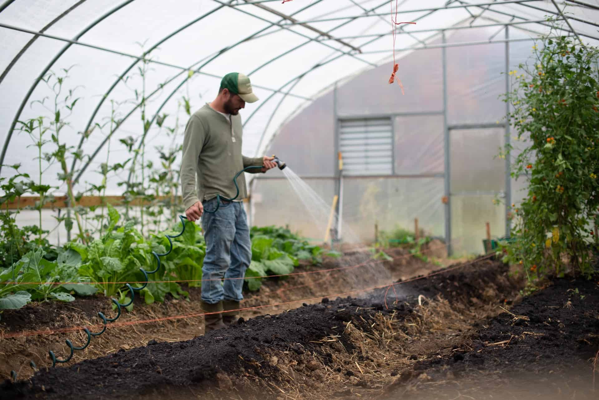 Un homme blanc dans une serre arrose des plants