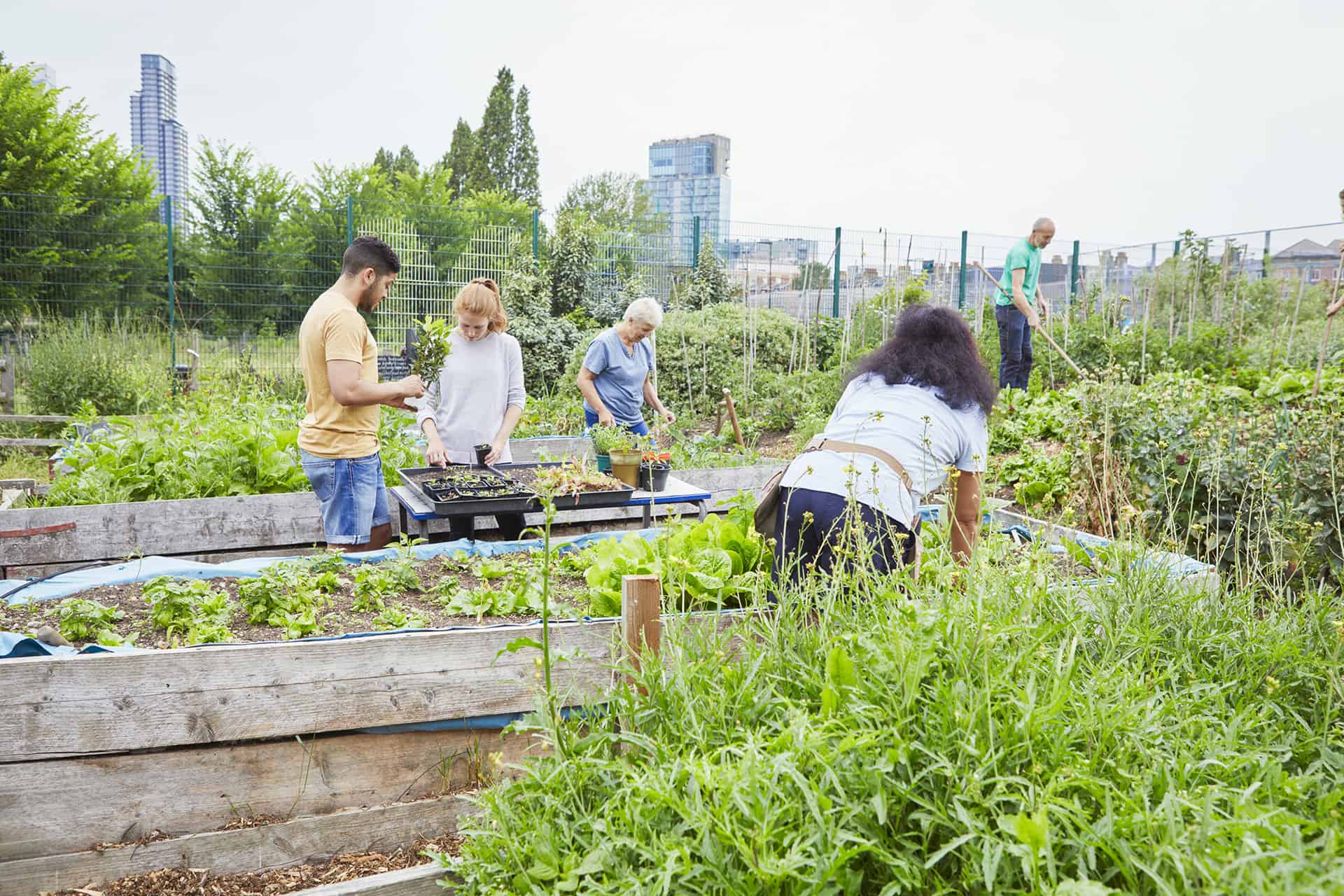 4 personnes travaillant près de plantes potagères avec imeubles en arrière-plan