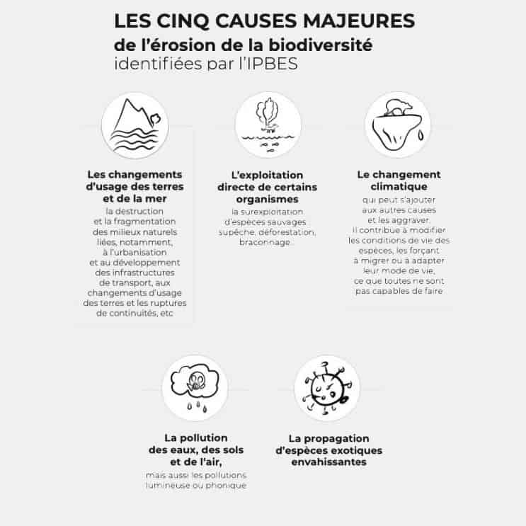 Résumé des causes de l'effondrement de la biodiversité