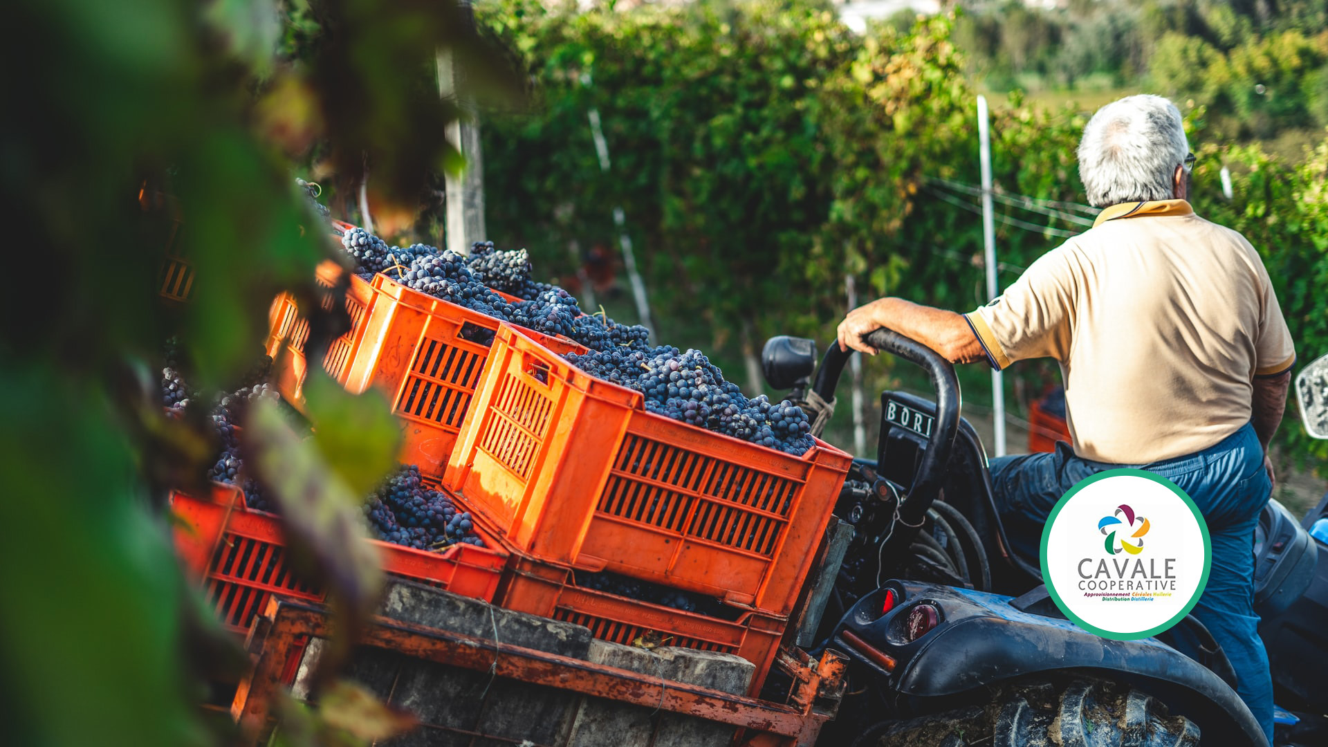 Uomo su un trattore portando uva