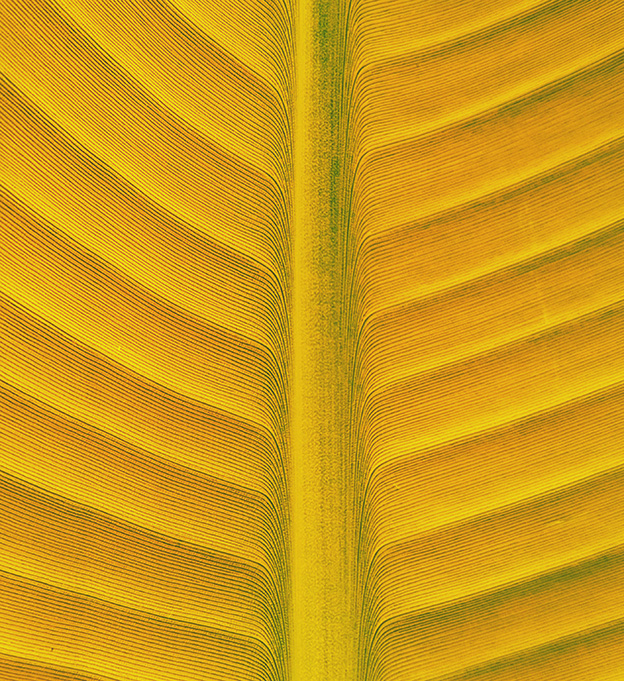 Gros plan des nervures d'une feuille jaune