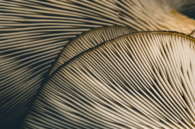 Gros plan des lamelles d'un champignon