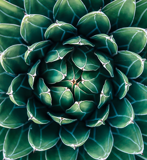 Gros plan d'une plante grasse verte