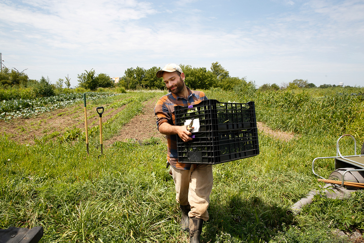 Un maraîcher porte des caisses de légumes dans un champ