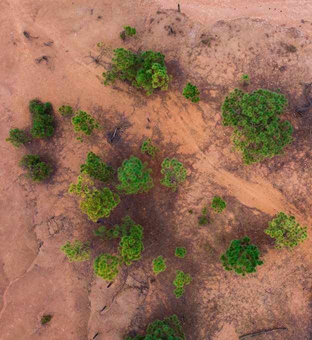 Vue aérienne d'une savane