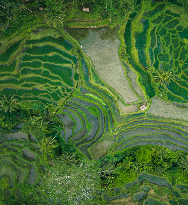Vue aérienne d'une rizière