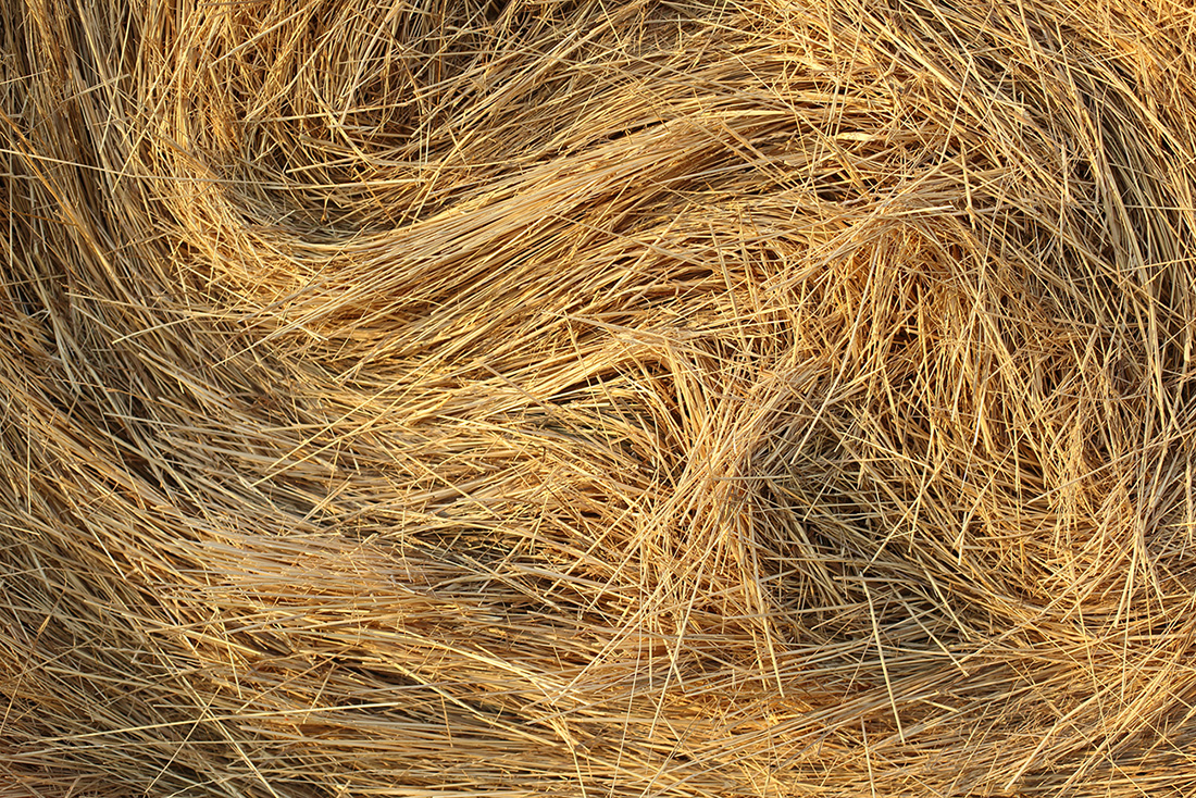 Gros plan de paille