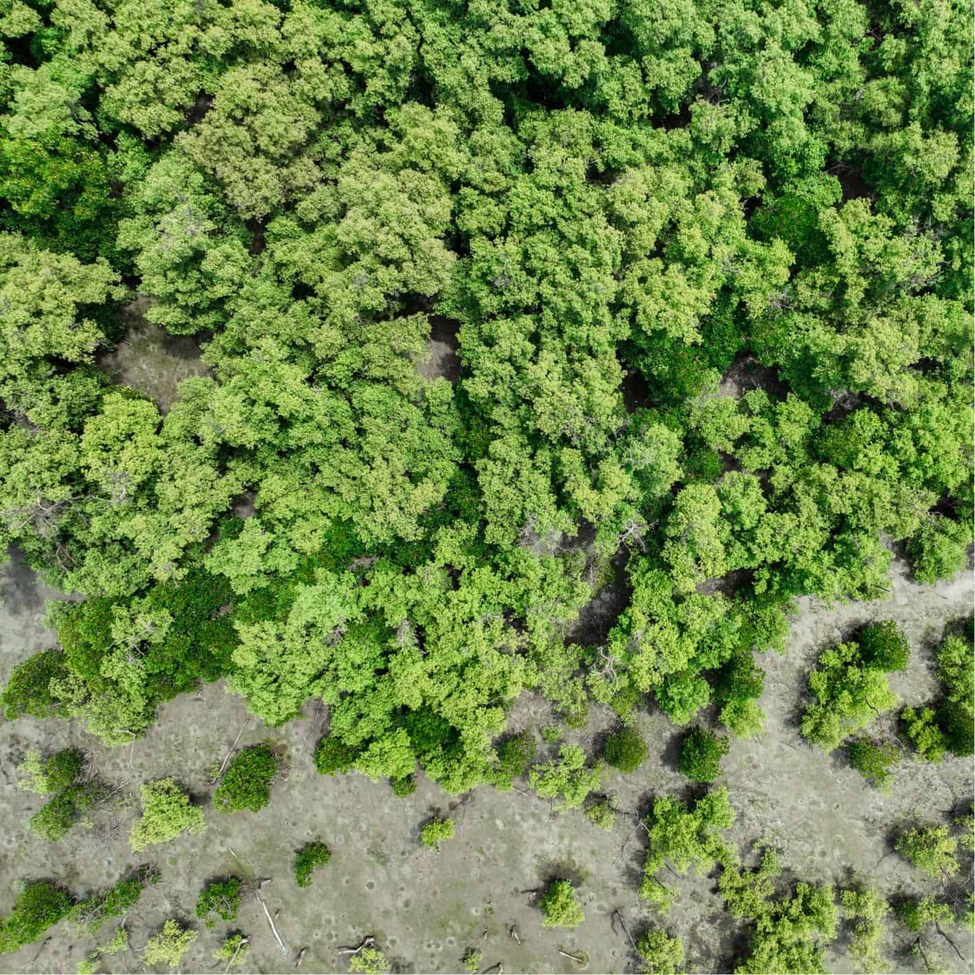 Vue aérienne d'une mangrove