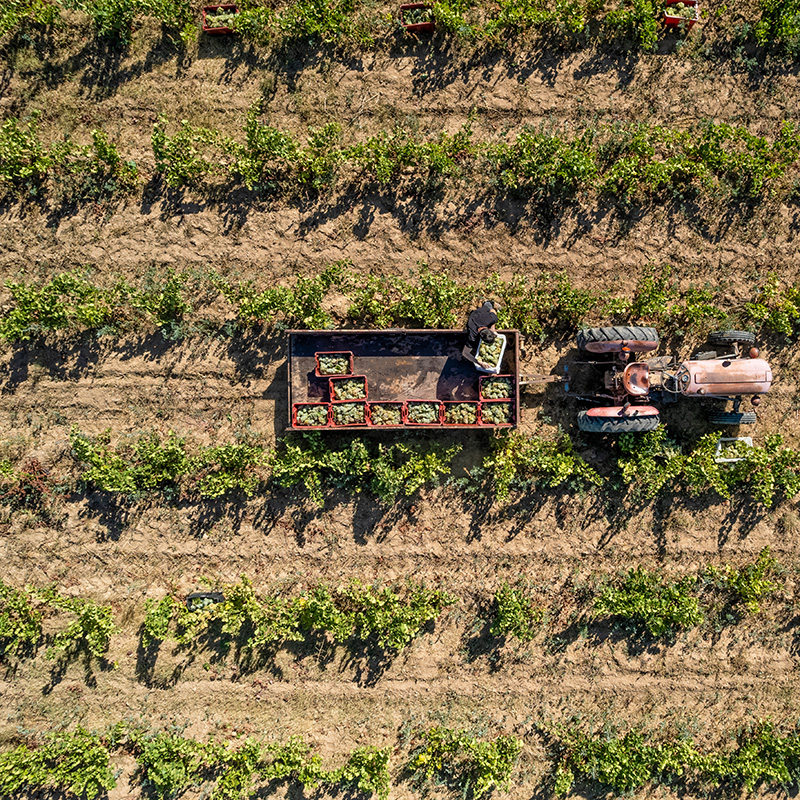 Vue aérienne d'un tracteur passant dans un vignoble