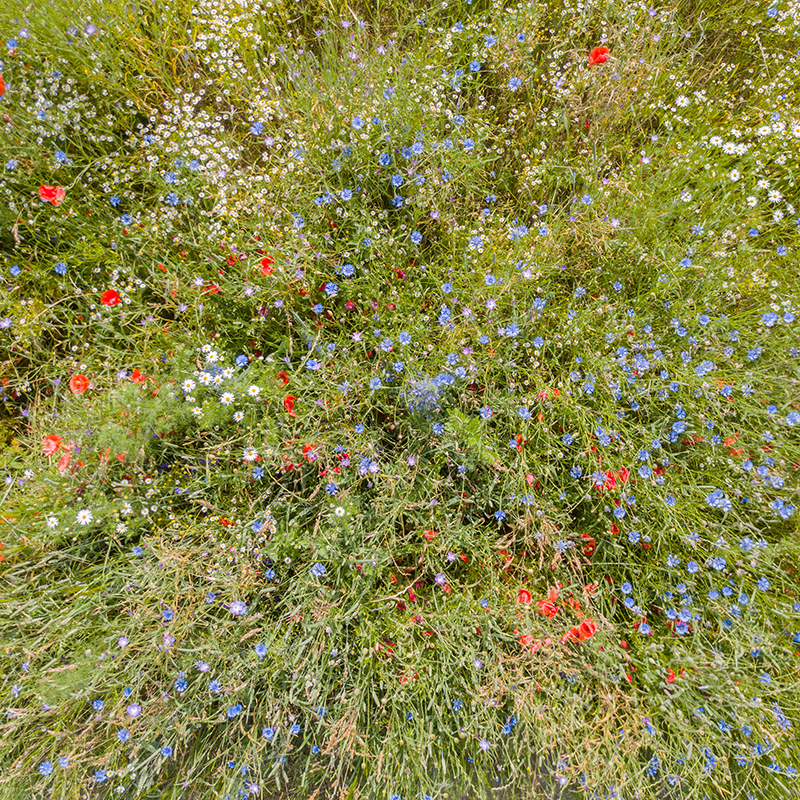 Vue aérienne de fleurs sauvages